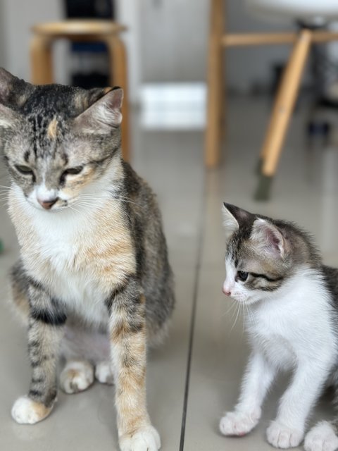 Bobo &amp; Chacha  - Domestic Medium Hair Cat