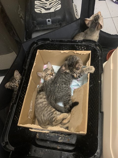 4 Cat Siblings  - Domestic Short Hair + Tabby Cat