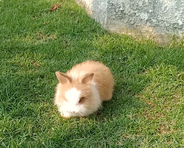 Beetroot - Bunny Rabbit Rabbit