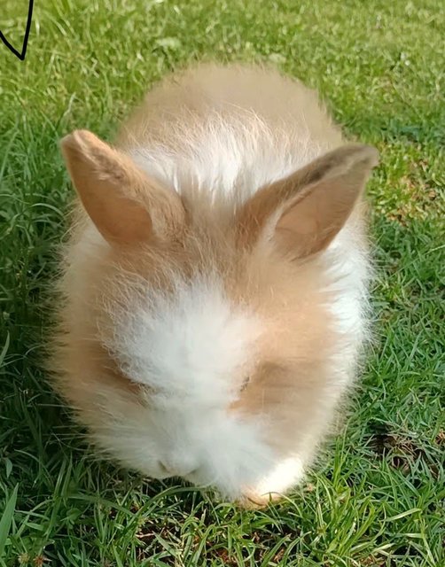 Beetroot - Bunny Rabbit Rabbit