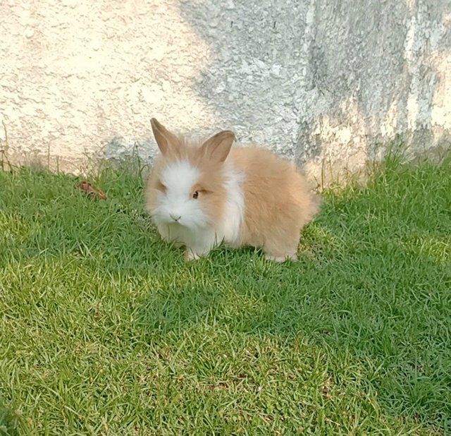 Beetroot - Bunny Rabbit Rabbit