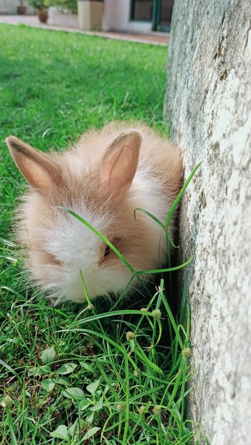 Beetroot - Bunny Rabbit Rabbit