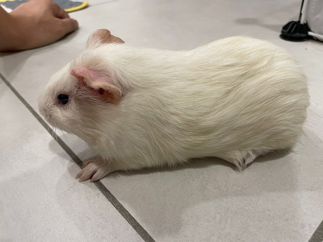 White  - Guinea Pig Small & Furry