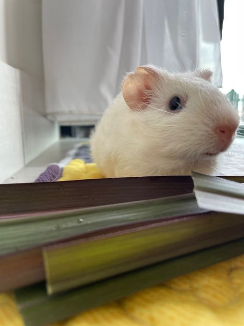 White  - Guinea Pig Small & Furry