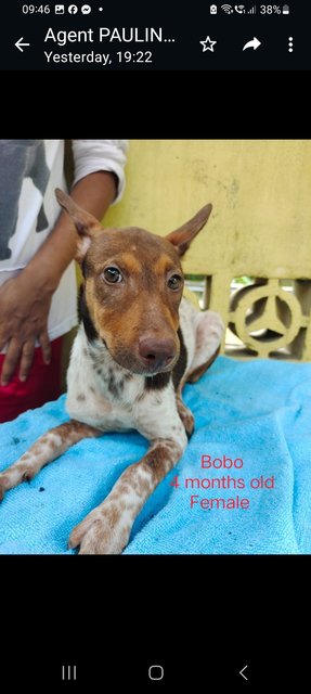 Disney Puppies - Jack Russell Terrier Mix Dog