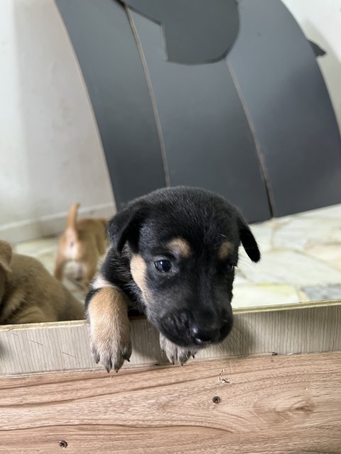  3 Loving Puppies For Adoption  - Mixed Breed Dog