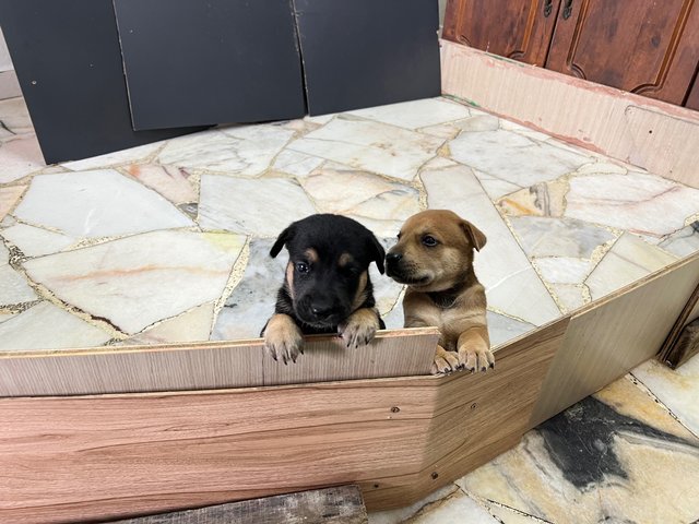  3 Loving Puppies For Adoption  - Mixed Breed Dog