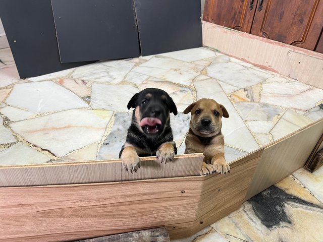  3 Loving Puppies For Adoption  - Mixed Breed Dog