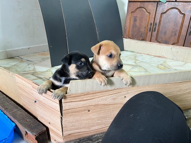  3 Loving Puppies For Adoption  - Mixed Breed Dog