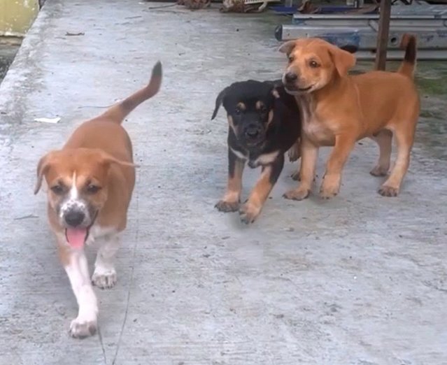  3 Loving Puppies For Adoption  - Mixed Breed Dog