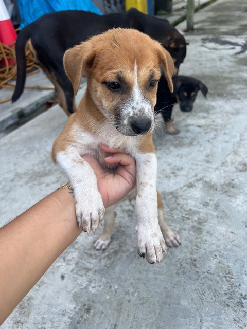  3 Loving Puppies For Adoption  - Mixed Breed Dog