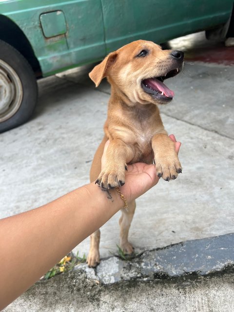  3 Loving Puppies For Adoption  - Mixed Breed Dog