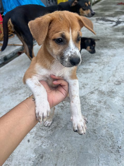  3 Loving Puppies For Adoption  - Mixed Breed Dog