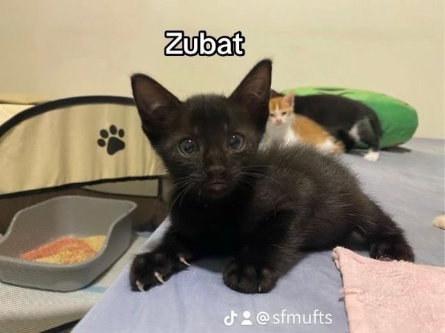 Zubat - Domestic Medium Hair Cat