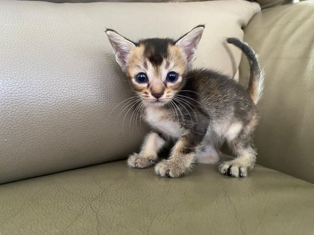 Sandy - Domestic Medium Hair + Calico Cat