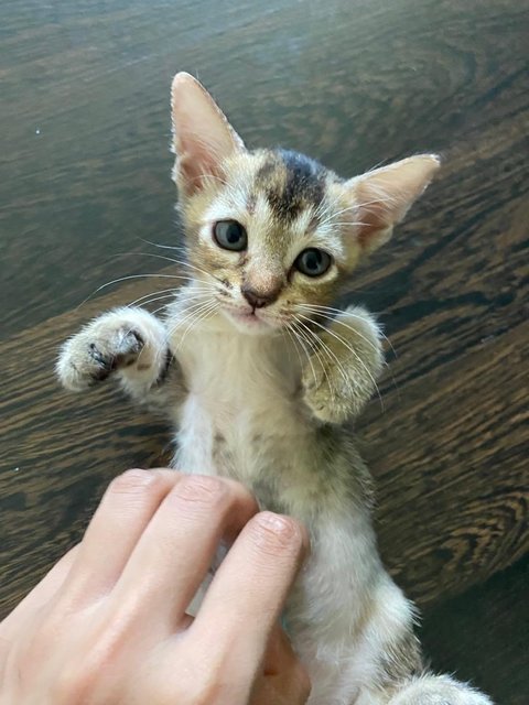 Sandy - Domestic Medium Hair + Calico Cat