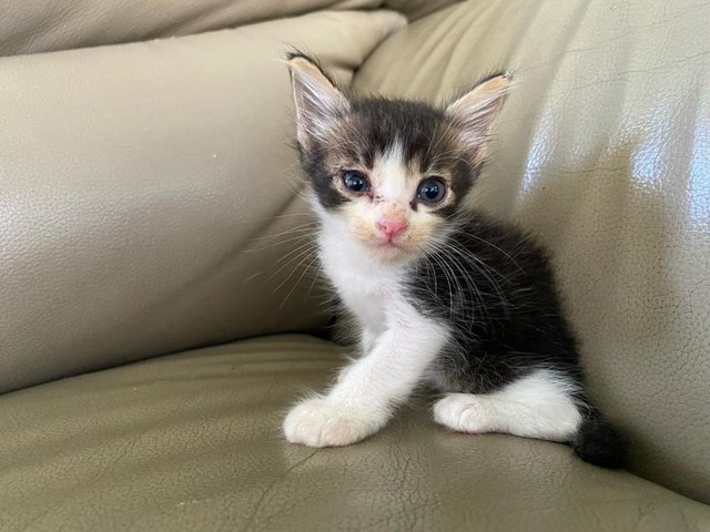 Plankton - Domestic Medium Hair Cat