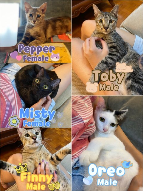 6 Kitties 🐱 (Only Pepper Left 🥺) - Domestic Short Hair + Domestic Medium Hair Cat