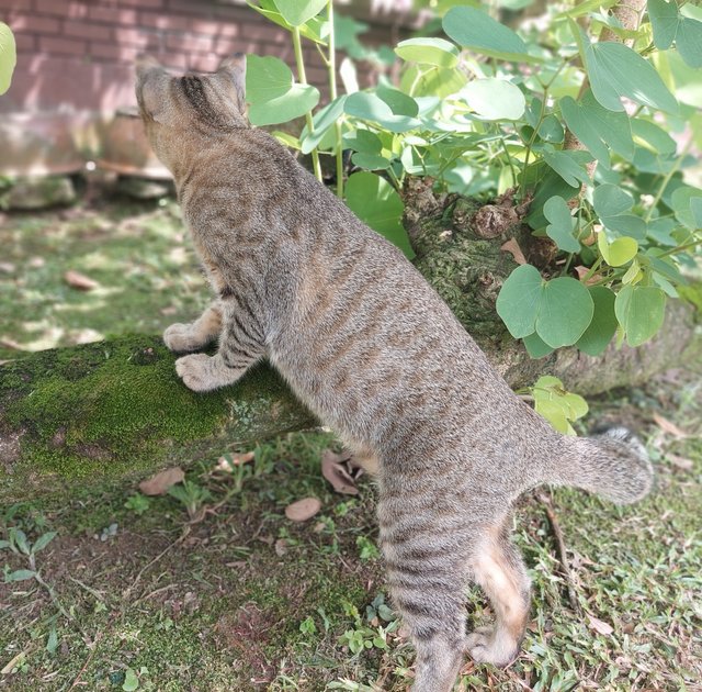 6 Kitties 🐱 (Only Pepper Left 🥺) - Domestic Short Hair + Domestic Medium Hair Cat