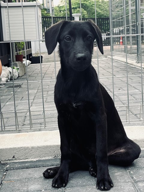 Moon Baby - Labrador Retriever Dog