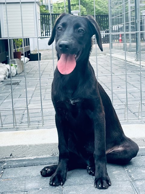 Moon Baby - Labrador Retriever Dog