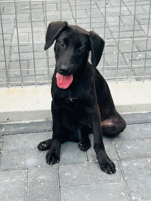 Moon Baby - Labrador Retriever Dog