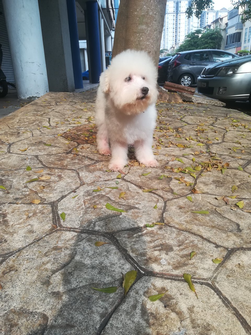 Pai Pai  - Bichon Frise Dog