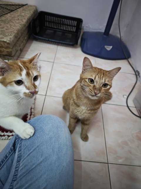 Ding Ding &amp; Tang Tang - Domestic Short Hair Cat