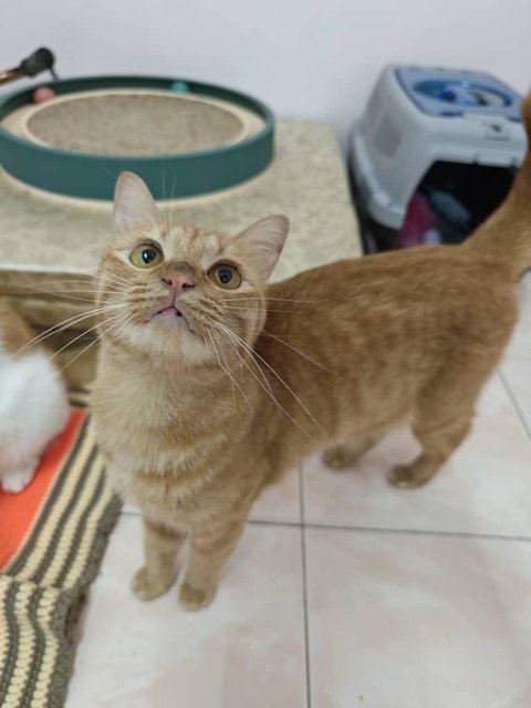 Ding Ding &amp; Tang Tang - Domestic Short Hair Cat