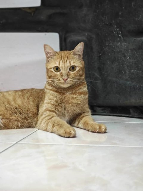 Ding Ding &amp; Tang Tang - Domestic Short Hair Cat