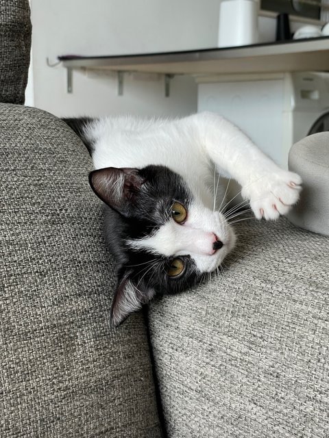 Zoomie - Domestic Medium Hair + Tuxedo Cat