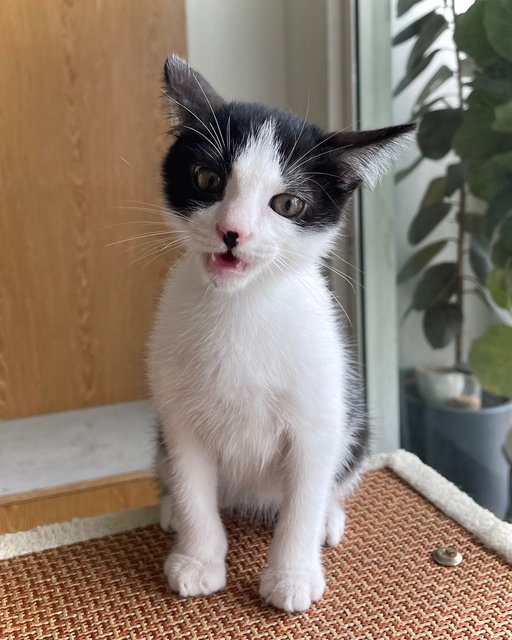 Zoomie - Domestic Medium Hair + Tuxedo Cat