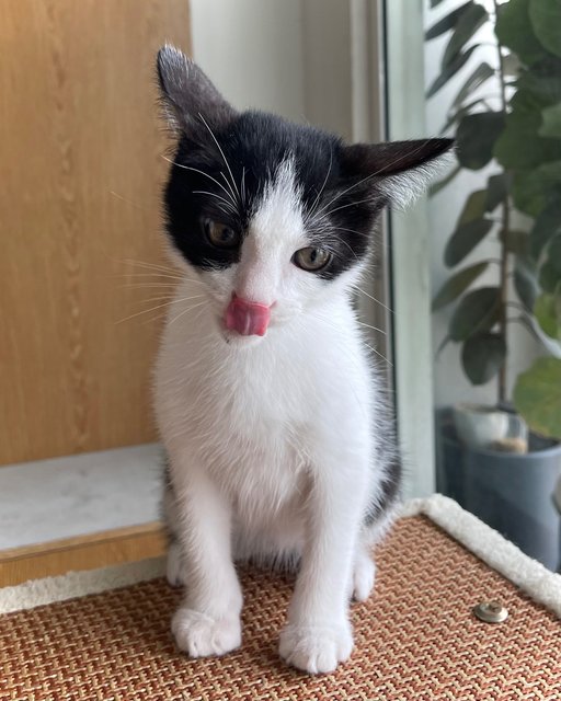 Zoomie - Domestic Medium Hair + Tuxedo Cat