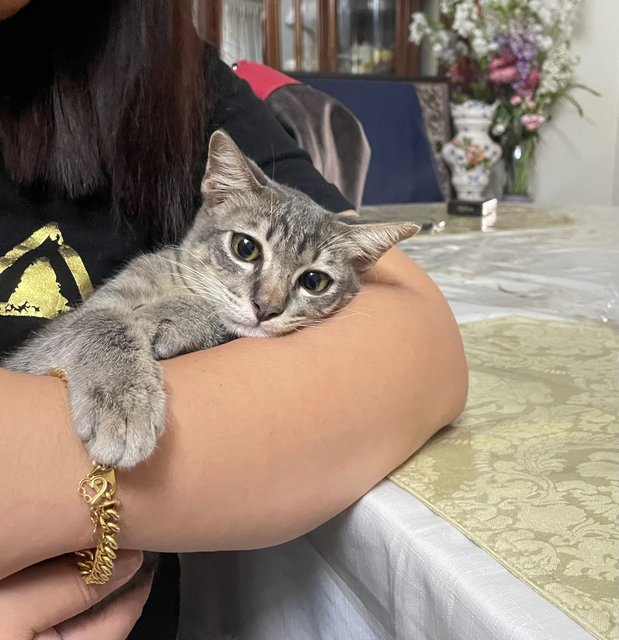 Budak Ramadan - Domestic Short Hair Cat