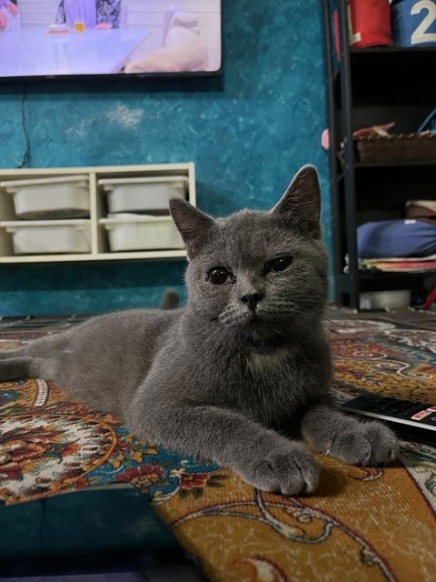 Misti - British Shorthair Cat