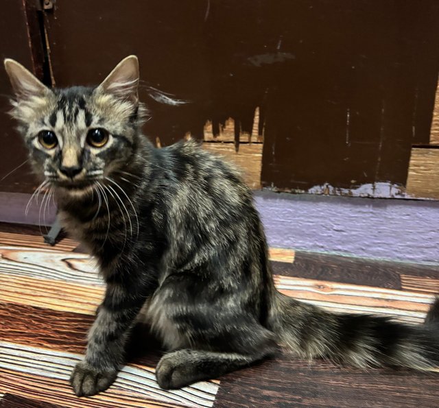 Brown  - Domestic Long Hair Cat