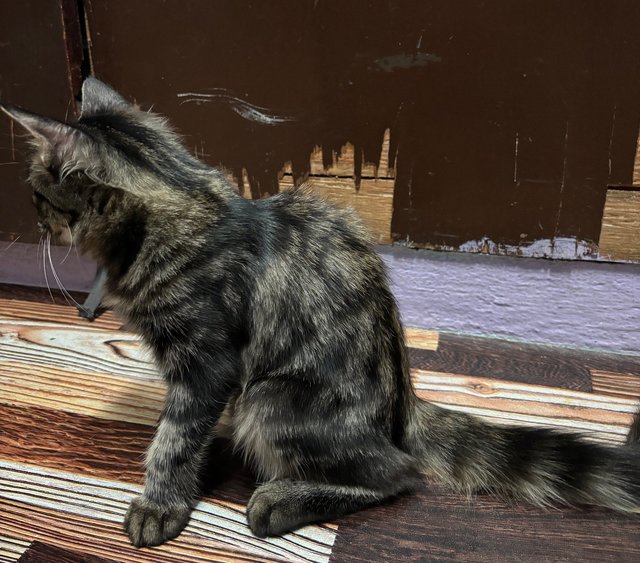 Brown  - Domestic Long Hair Cat