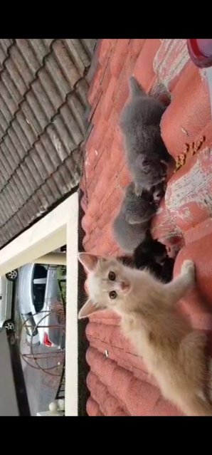 Roof Kitties  - Domestic Short Hair Cat