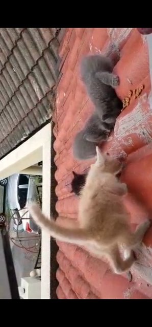 Roof Kitties  - Domestic Short Hair Cat