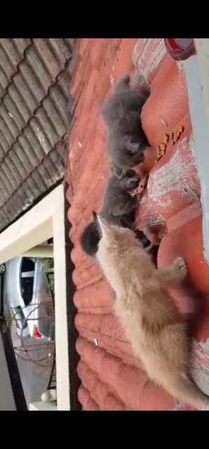 Roof Kitties  - Domestic Short Hair Cat