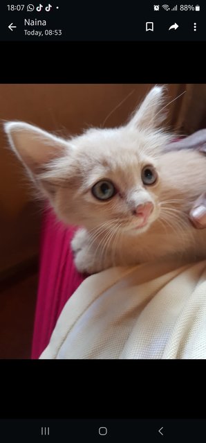 Roof Kitties  - Domestic Short Hair Cat