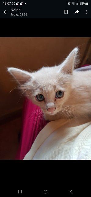 Roof Kitties  - Domestic Short Hair Cat