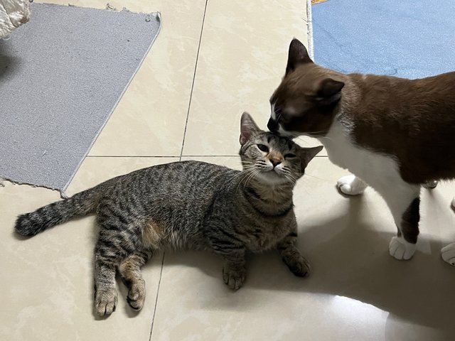 Milo N Dahlia - Siamese + Munchkin Cat