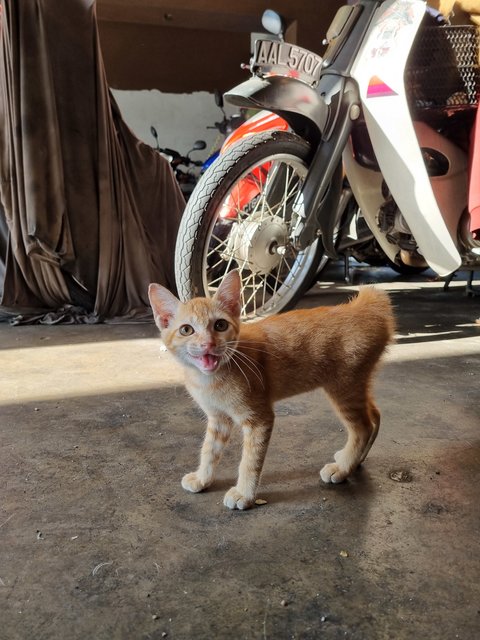 Mite - Domestic Short Hair Cat