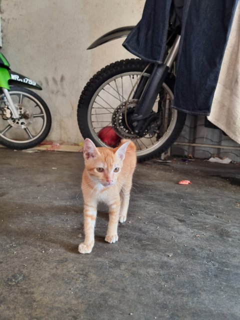 Mite - Domestic Short Hair Cat