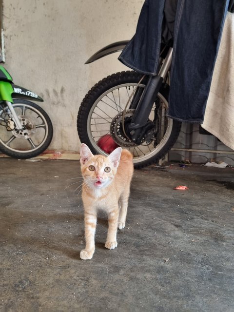 Mite - Domestic Short Hair Cat