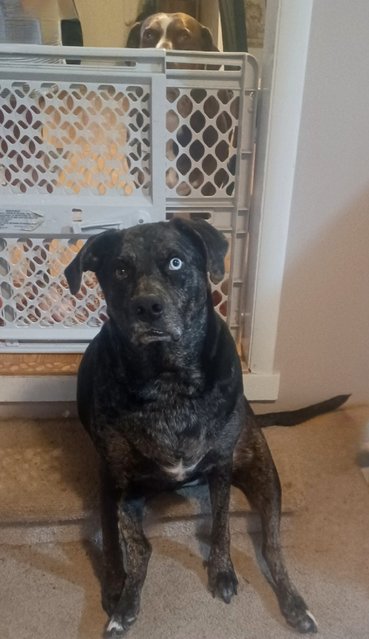 Pickle  - Catahoula Leopard Dog Dog