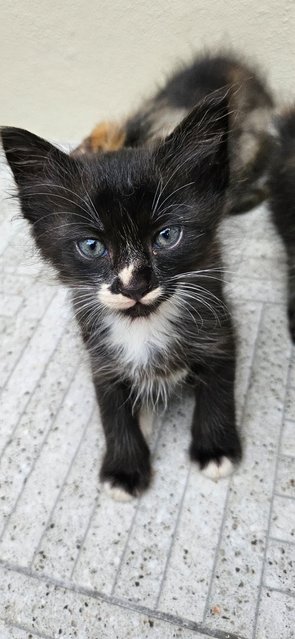 One Month Kitten - Domestic Medium Hair Cat