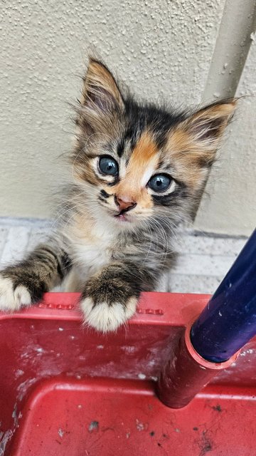 One Month Kitten - Domestic Medium Hair Cat