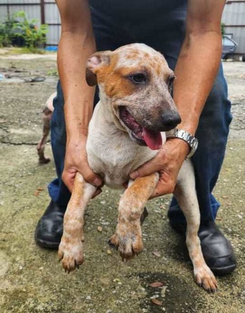 Boy 3  - Jack Russell Terrier Mix Dog